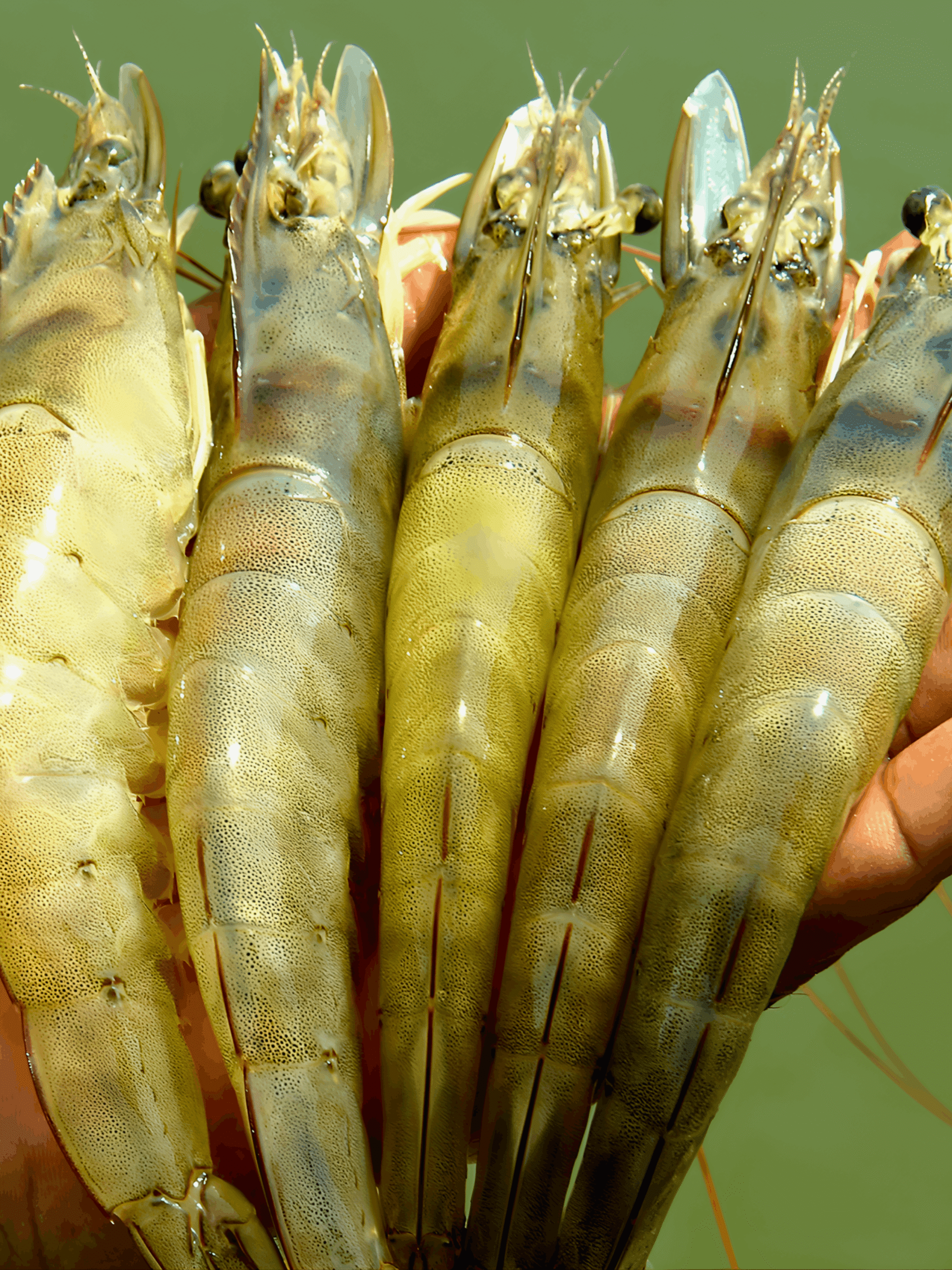 Untitled design (12) (1)